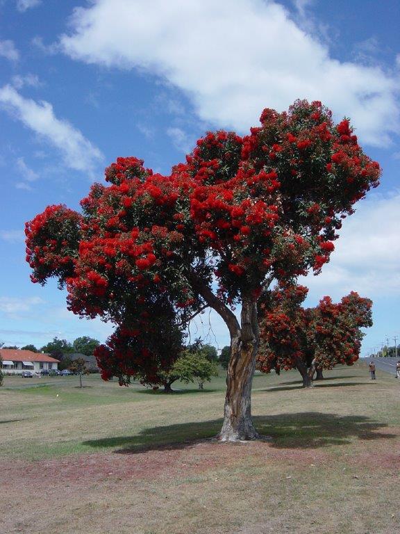 Kaikoura Pohutukawa