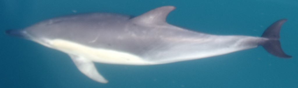 Dolphin 3