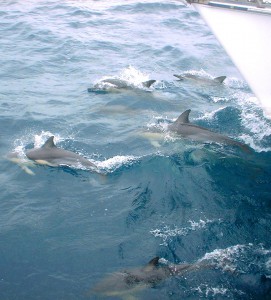 Dolphin 5