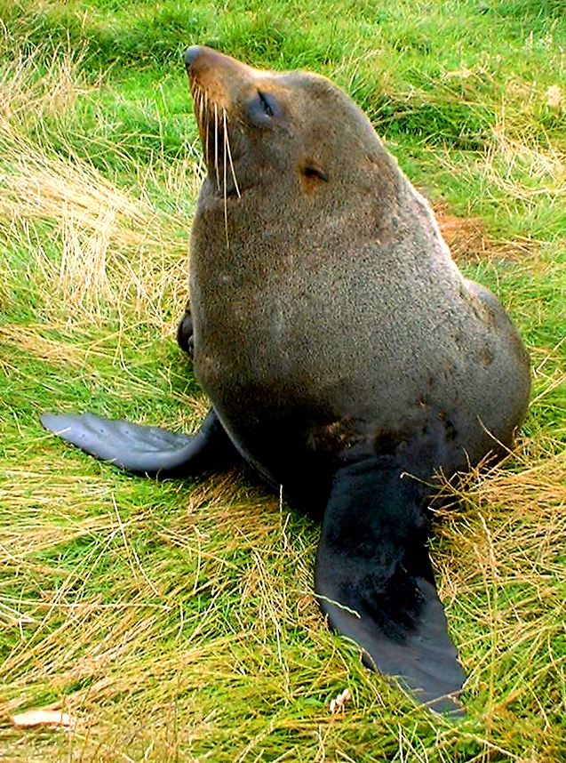 New Zealand Fur Seal