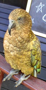 Kea