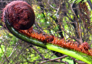 Koru