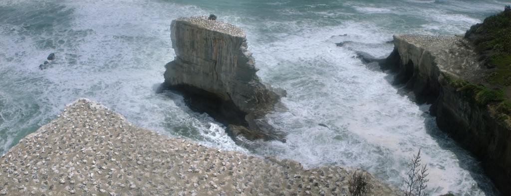 Muriwai