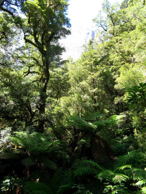 New Zealand Bush