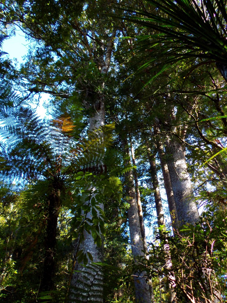 Puketi Forest