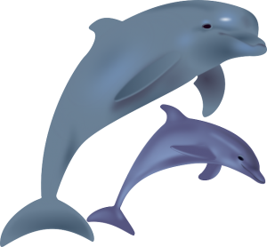 dolphins-158219_640