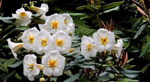 Pukeiti Flowers Taranaki