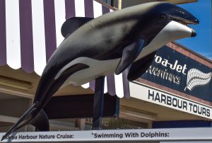 Hector's dolphin Akaroa