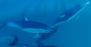 common dolphins