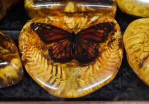 kauri museum kauri gum butterfly