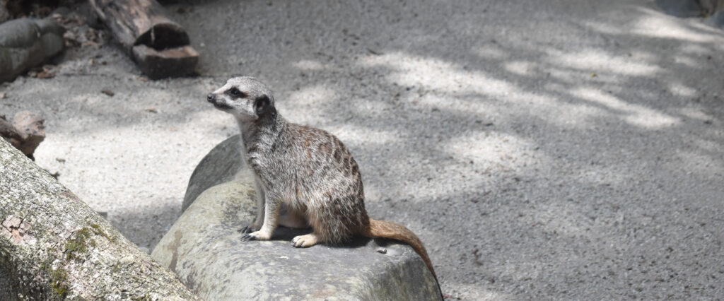 meerkat