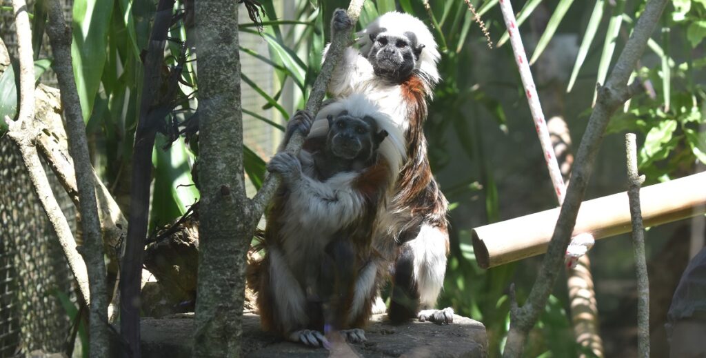 tamarins