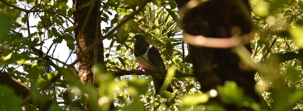 kereru