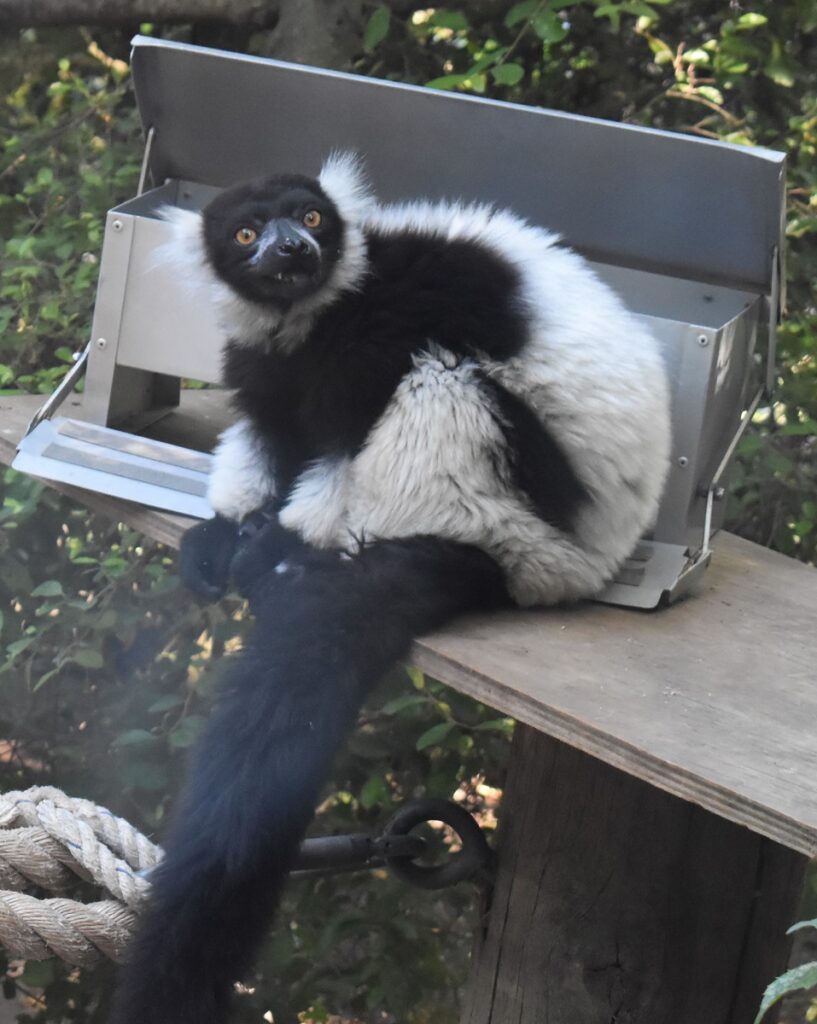 lemur